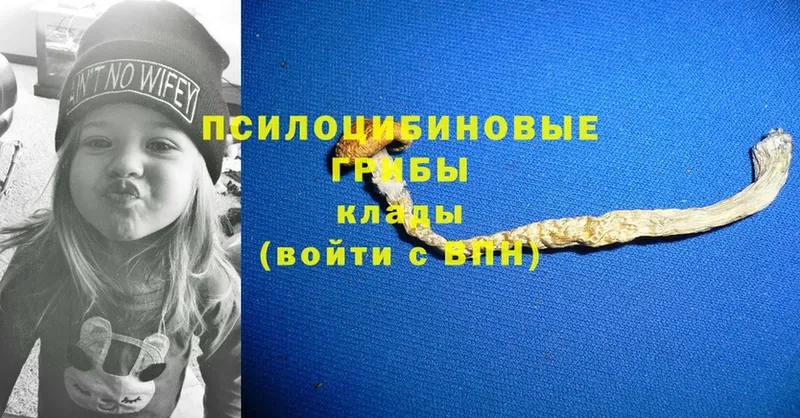 Галлюциногенные грибы Psilocybe Барыш